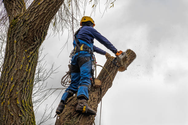 Best Tree Removal  in Muenster, TX