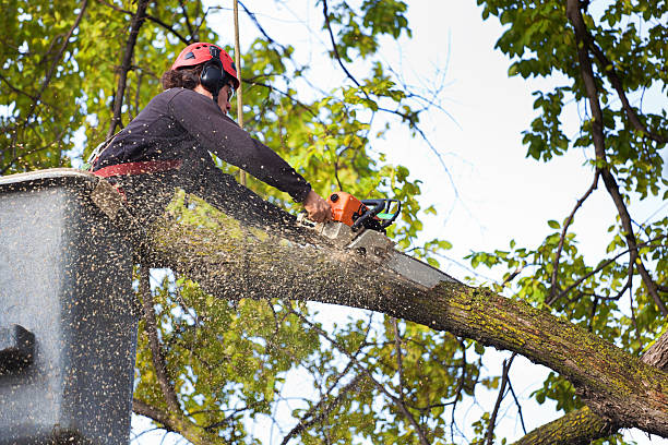 Best Firewood Processing and Delivery  in Muenster, TX